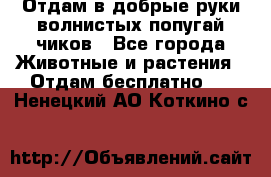 Отдам в добрые руки волнистых попугай.чиков - Все города Животные и растения » Отдам бесплатно   . Ненецкий АО,Коткино с.